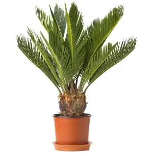 Cycas Revoluta - Hardy Sago Palm (30-40cm Height Including Pot)