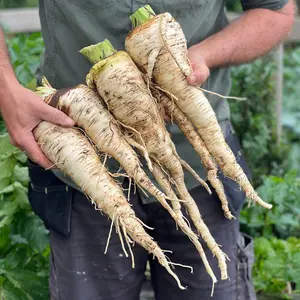 Parsnip Sabre F1 1 Seed Packet