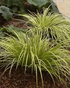 Lincolnshire Pond Plants Ltd Marginal Plants - Pond Plants (Acorus Gramineus Ogon) - 1 Litre potted