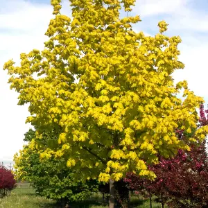 Acer Princeton Gold Tree - Golden Foliage, Compact Size, Hardy (5-6ft)