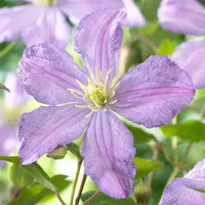 Clematis Prince Charles - Violet Blooms, Climbing Vine, Morning Sun (20-30cm Height Including Pot)