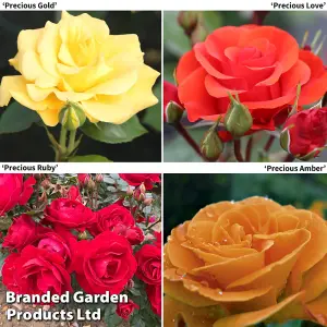 Precious Rose Collection - 4 Bare Root Plants