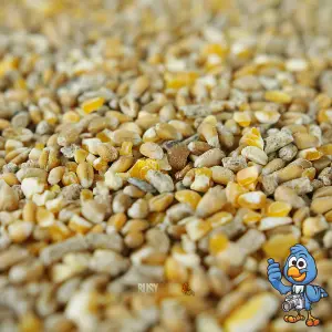 2.5kg BusyBeaks Chicken Corn Extra - Healthy Feed with Oyster Shell Grit Poultry Food