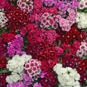 12 x Dianthus Carnation Festival Mixed Pack - Colourful Flowers - Bedding Plants - Ideal for Pots, Containers & Beds in UK Gardens