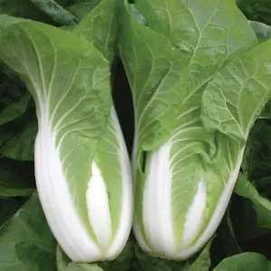 Cabbage chinese Natsuki F1 Hybrid 1 Seed Packet (30 Seeds)