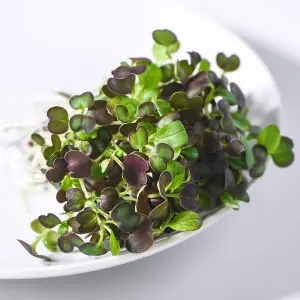 Microgreens Pak Choi Purple Rain F1 1 Seed Packet