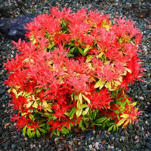 Pieris Forest Flame (15-25cm Height Including Pot) Garden Plant - Variegated Foliage and Red Blooms