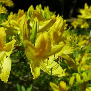 Azalea pontica (luteum) 4 Litre Potted Plant x 1