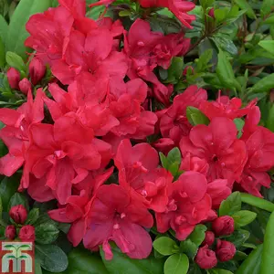 Azalea Mothers Day 3 Litre Potted Plant x 1