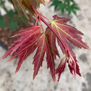 Acer Brown Sugar - Compact Japanese Maple, Ornamental Tree (20-30cm Height Including Pot)