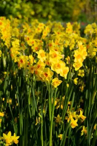 30 Daffodil Bulbs Small Cupped Spring Flowering Bulbs 8/10 Mini Narcissus Daffs