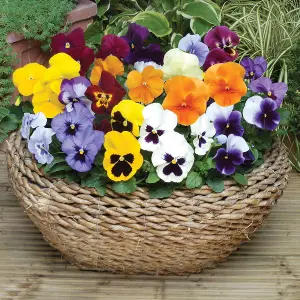 Pansy 'Matrix' Mix 20 Pack - Large Plants in A Mix of Colours - Great Value