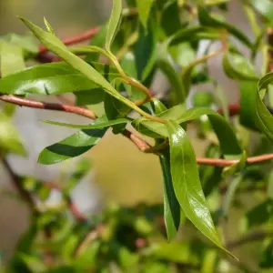 Salix babylonica 'Tortuosa' in 3 Litre Pot - Dragon's Claw Willow - 85-100cm in Height