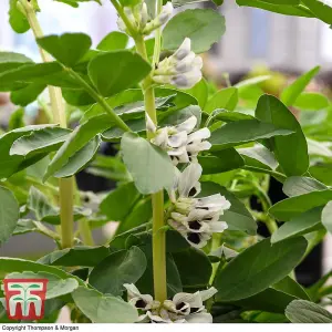 Broad Bean De Monica 1 Seed Packet (40 Seeds)