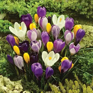 3 x Pots of Crocus Bulbs - Mixed Colours - Winter to Spring Flowering