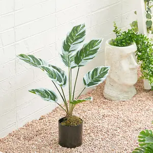 Potted Fake Plants Artificial Calathea White Fusion for Home Decoration 545mm (H)