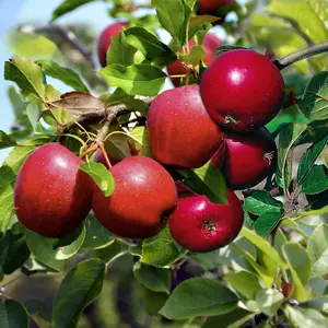 Lincolnshire Fruits Katy Bareroot Apple 7 Litre Tree