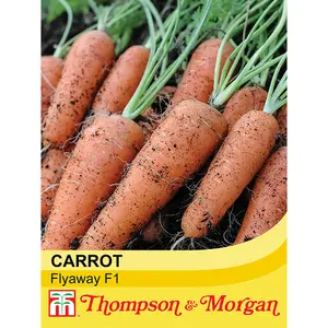 Carrot Flyaway F1 Hybrid 1 Seed Packet (400 Seeds)