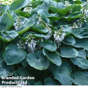 Hosta Giant Leaf Mixed Collection -  6 bare root plants