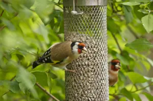 Peckish Plastic & steel Seed & nyger Green All weather Bird feeder 0.7L