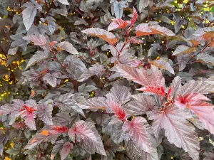 Direct Plants Physocarpus Lady in Red Shrub 3-4ft Tall Supplied in a 3 Litre Pot