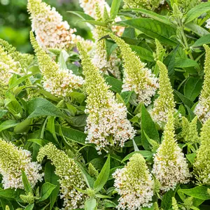 Buddleia Butterfly Candy Little White - Compact Size, White Flowers, Attracts Butterflies (15-30cm Height Including Pot)