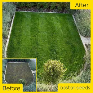 Boston Seeds BS Winter Green Grass Seed (1 x 10kg)