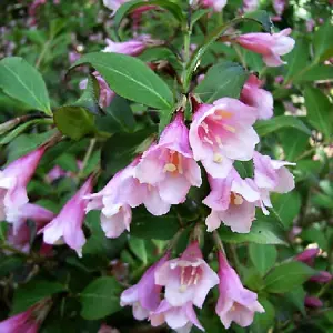 Weigela Purpurea Plant - Deep Purple Foliage, Compact Size, Attracts Pollinators (20-30cm Height Including Pot)