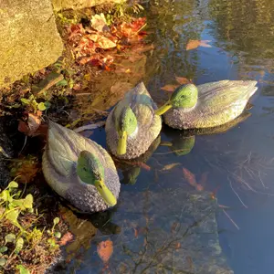 Mallard Duck Hunting Shooting Floating Decoy Pond Decoration (Set of 3)