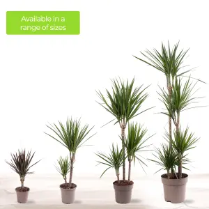 Dracaena Marginata - Stylish and Air-Purifying Indoor Plant for Interior Spaces (160-180cm Height Including Pot)