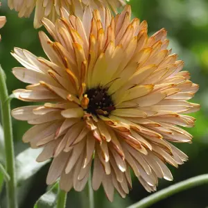 Calendula Orange Flash 1 Seed Packet (200 Seeds)