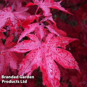 Acer Palmatum 'Bloodgood' - 3 Litre Potted Plant x 1 - Hardy Perennial