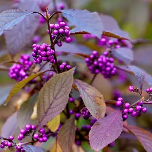 Giraldii Profusion Beauty Berry Shrub Plant Callicarpa Bodinieri Var. 2L Pot