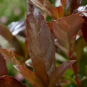 Viburnum Coppertop - Compact Shrub, Copper-Tinted Foliage (20-30cm Height Including Pot)