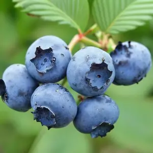 Lincolnshire Fruits Bluecrop Potted 1 Litre (Blueberry)