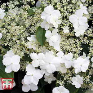 Hydrangea Petiolaris - 9 Litre Potted Plant x 1 - RHS Award of Garden Merit - Shade Tolerant