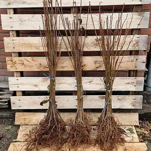 Bird Cherry Hedge Prunus padus Set of 25 Bare Root Hedges, 40-60cm tall