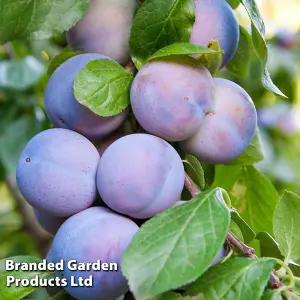 Potted Mini Fruit Tree Collection, Apple, Pear, Cherry, Plum Ideal for Small Gardens & Patios, Easy to Grow, 5 x Potted Plants