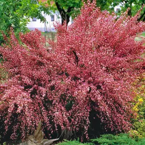 Cytisus Hollandia, Garden Broom Plant for UK Gardens (15-25cm Height Including Pot)