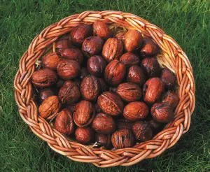 Lincolnshire Fruits Broadview Walnuts Bareroot 12 Litre