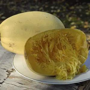 Squash Spaghetti Primavera F1 1 Seed Packet