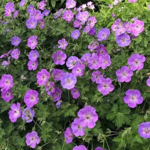 Geranium Azure Rush - Purple Flowers, Perennial Plant, Hardy, Compact Size (20-30cm Height Including Pot)