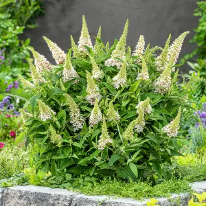 Buddleia Butterfly Candy Little White - Compact Size, White Flowers, Attracts Butterflies (15-30cm Height Including Pot)