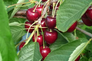 Direct Plants Dwarf Patio Kordia Cherry Fruit Tree 3-4ft Supplied in a 5 Litre Pot