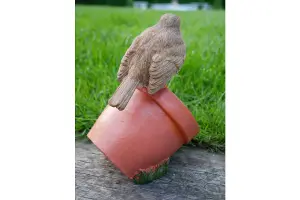 Robin sitting on Pot bird feeder