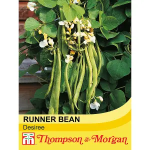 Runner Bean Desiree 1 Seed Packet (35 Seeds)