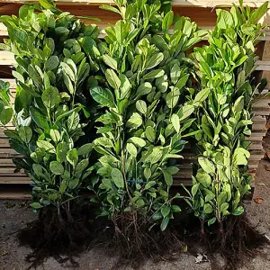 Cherry Laurel Hedge Prunus laurocerasus Set of 10 Bare Root Hedges 60-90cm tall