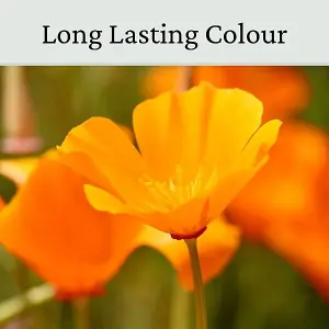 California Poppy Flower Seeds Orange 20g