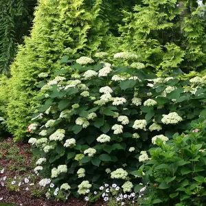 Hydrangea Lime Rickey 3 Litre Potted Plant x 2 - Ideal for lightly shaded borders