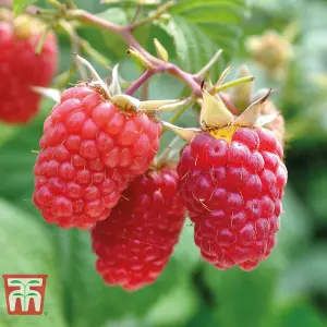 Raspberry (Rubus idaeus) Full Season Collection 18 Canes